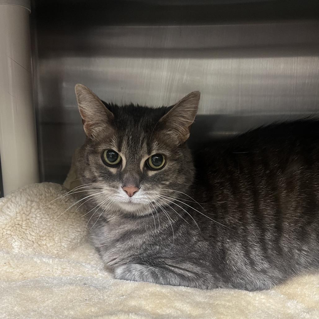 Enlarge Dancer, a Adoptable Domestic Short Hair in Mentor, OH image 1/2