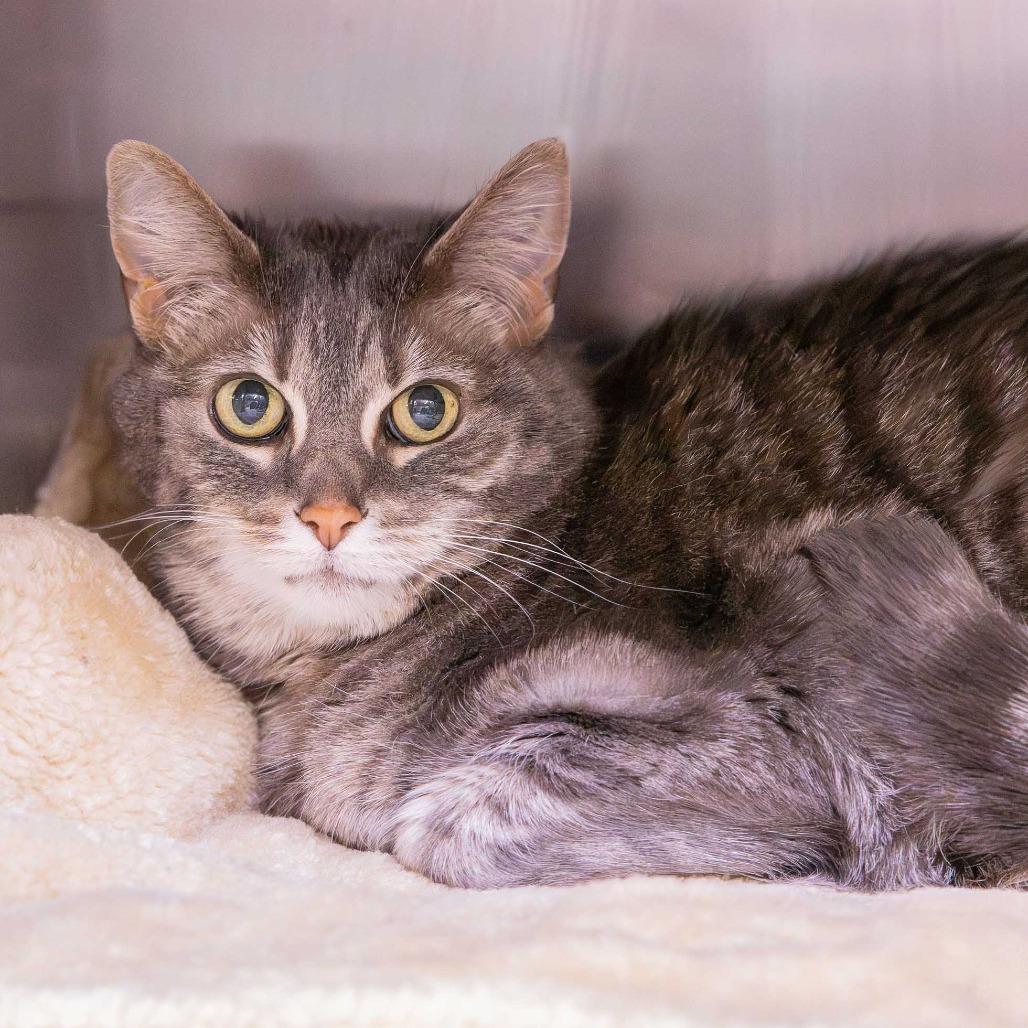 Enlarge Dancer, a Adoptable Domestic Short Hair in Mentor, OH image 2/2