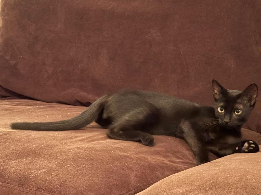 Felix, Adoptable, Young Male Domestic Short Hair.