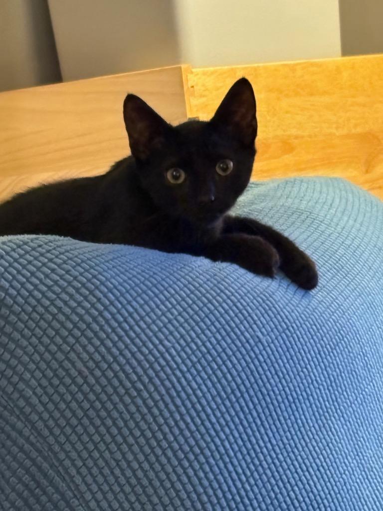 Felix, a Adoptable mixed breed in Evans, GA image 2/6