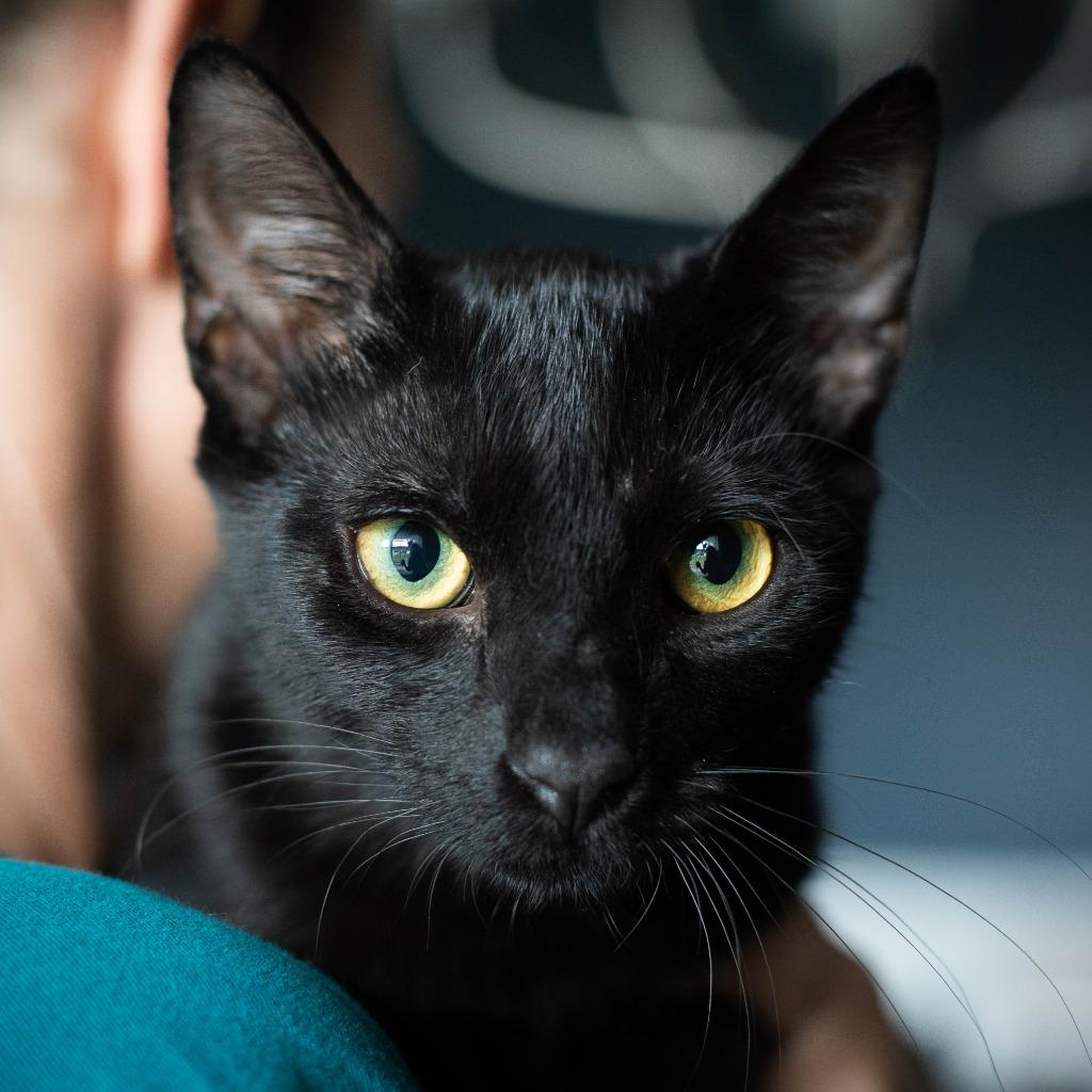 Felix, a Adoptable mixed breed in Evans, GA image 3/6