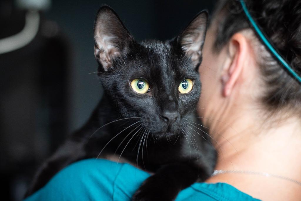 Felix, a Adoptable mixed breed in Evans, GA image 4/6