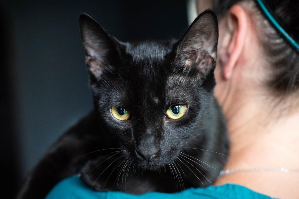 Felix, a Adoptable mixed breed in Evans, GA image 5/6