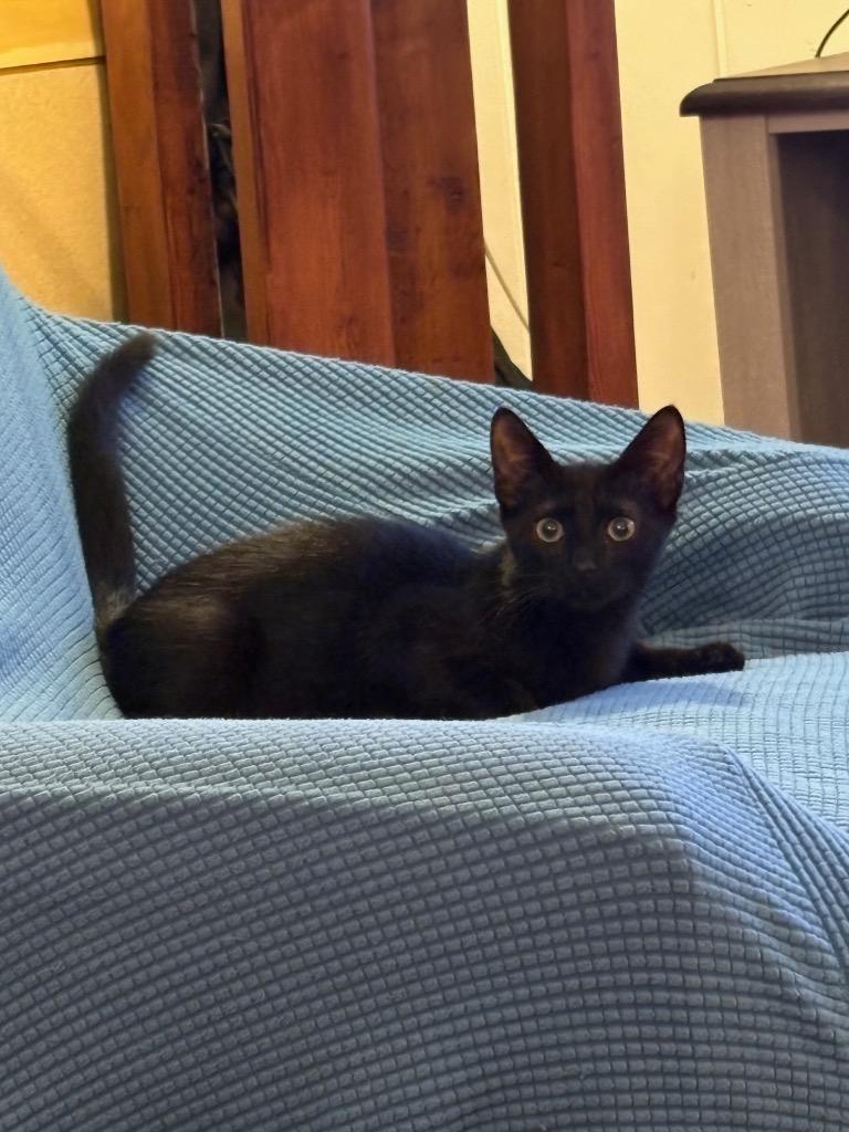 Felix, a Adoptable mixed breed in Evans, GA image 6/6