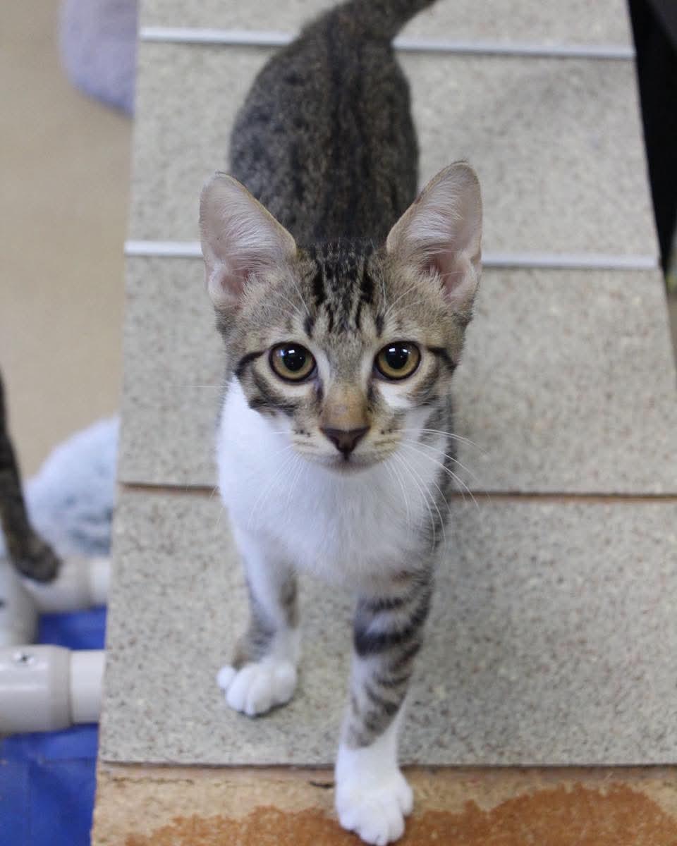 Enlarge Homer, a Adoptable Domestic Short Hair in Lake Dallas, TX image 2/2