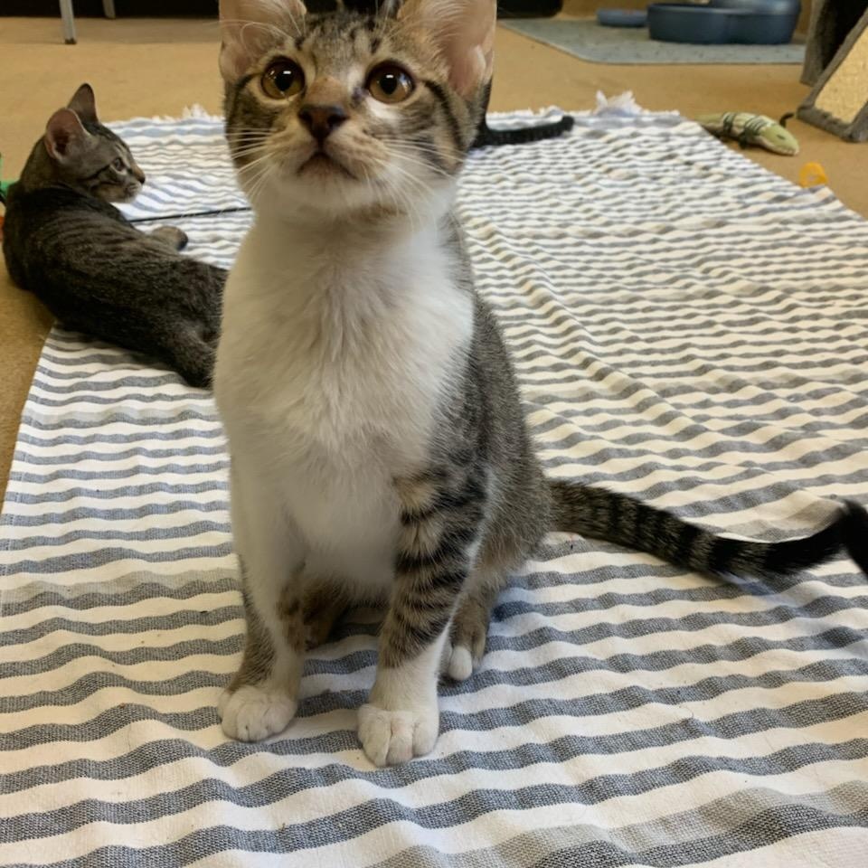 Homer, Adoptable, Young Male Domestic Short Hair.
