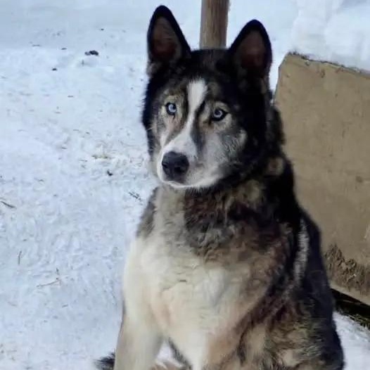 Fate, ADOPTABLE, Senior Female Husky.