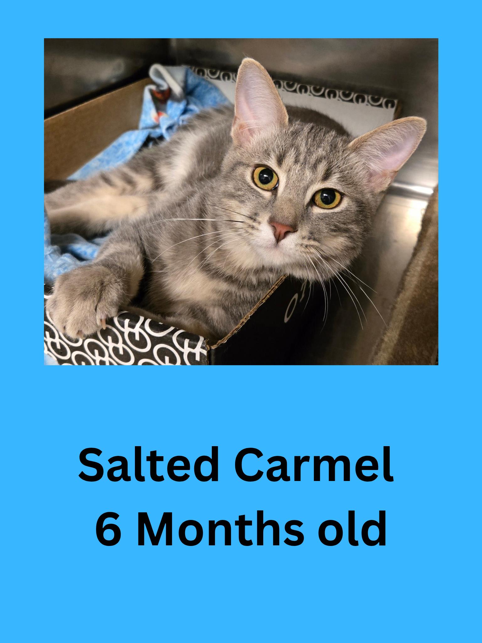 Salted Carmel, adopted, Adult Male Domestic Short Hair.