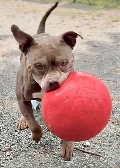 Kiko, Adoptable, Adult Male Mixed Breed & Mixed Breed.