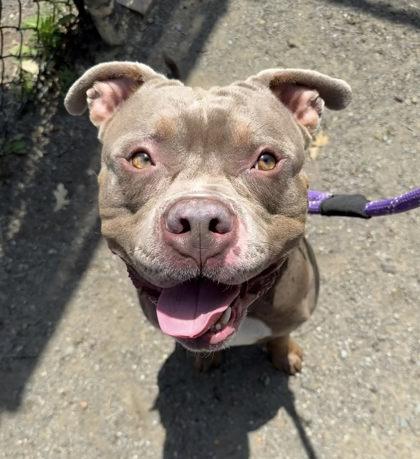 Enlarge Kiko, a Adoptable mixed breed in Fairfax, VA image 2/3
