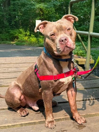 Enlarge Kiko, a Adoptable mixed breed in Fairfax, VA image 3/3