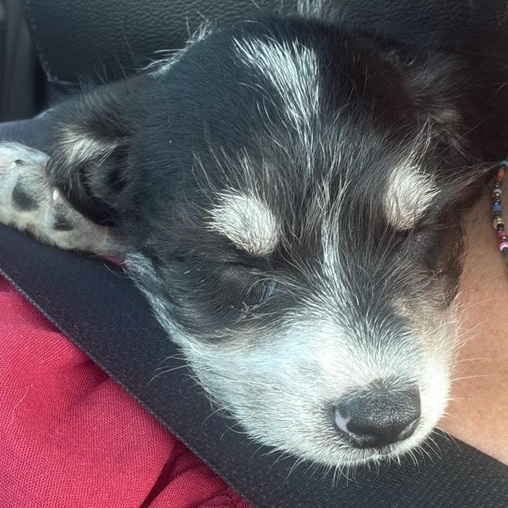Louis John, Adoptable, Puppy Male Chihuahua & Schnauzer.
