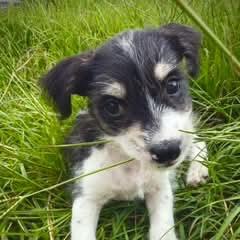Louis John, a Adoptable mixed breed in Gulfport, MS image 3/6