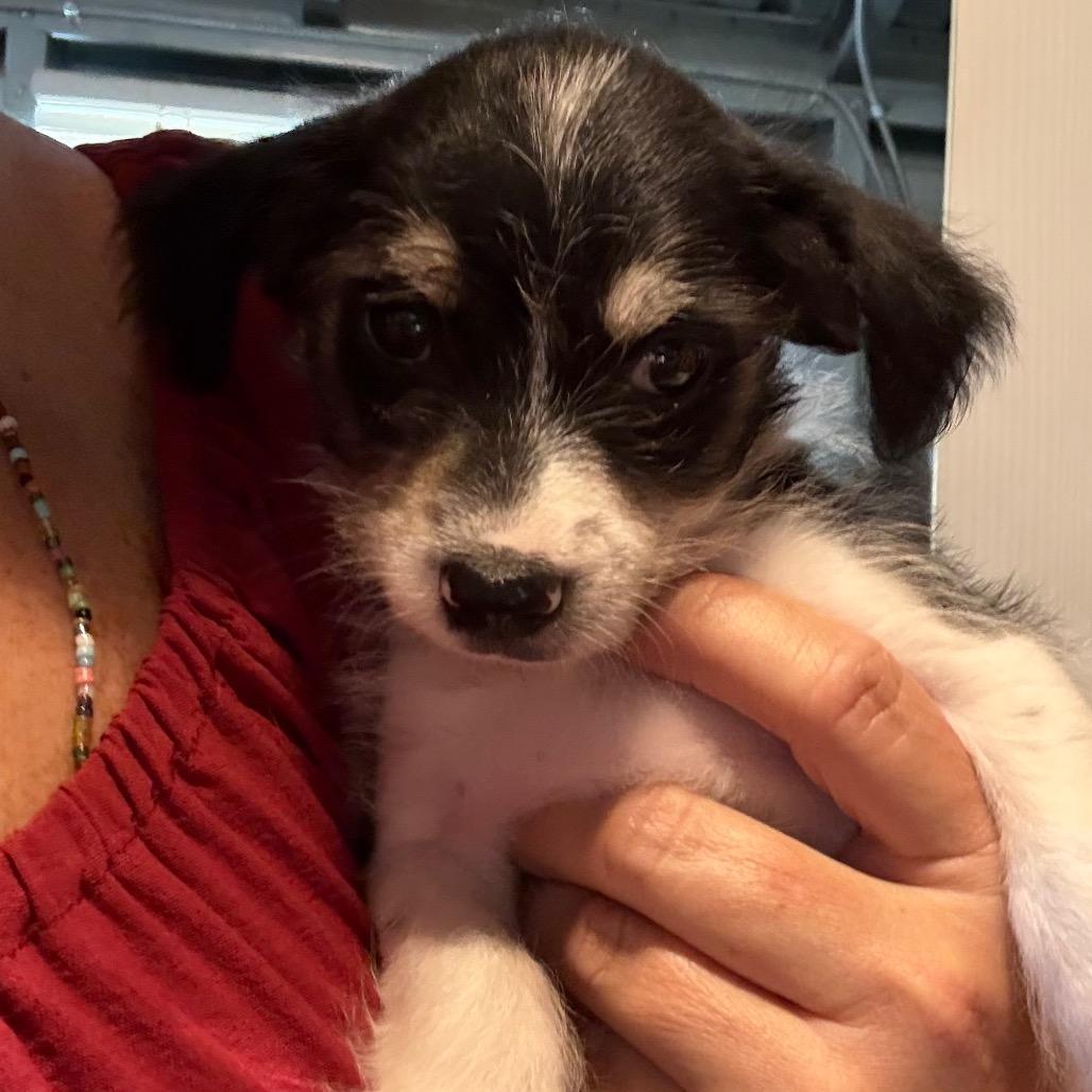 Louis John, a Adoptable mixed breed in Gulfport, MS image 5/6