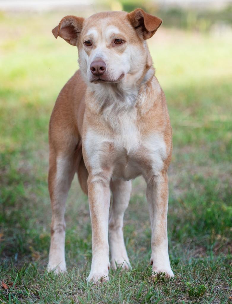 Sammie, Adoptable, Adult Female Mixed Breed.