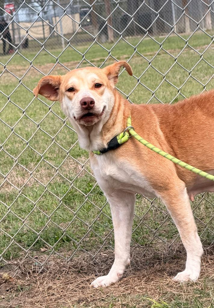 Enlarge Sammie, a Adoptable Mixed Breed in Ocala, FL image 1/1