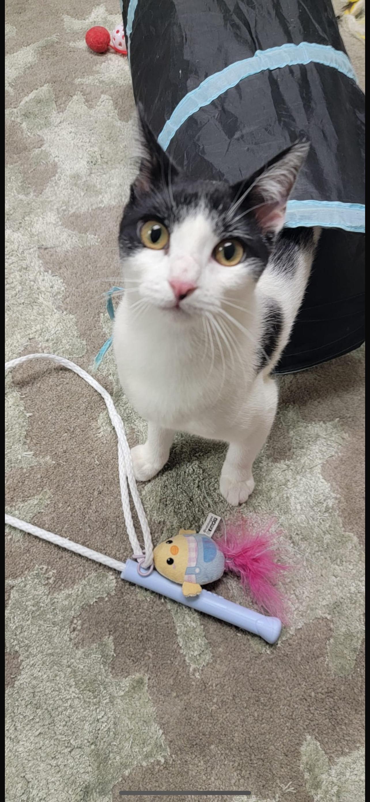 Enlarge Azura, a Adoptable Domestic Short Hair in Nutley, NJ image 4/5