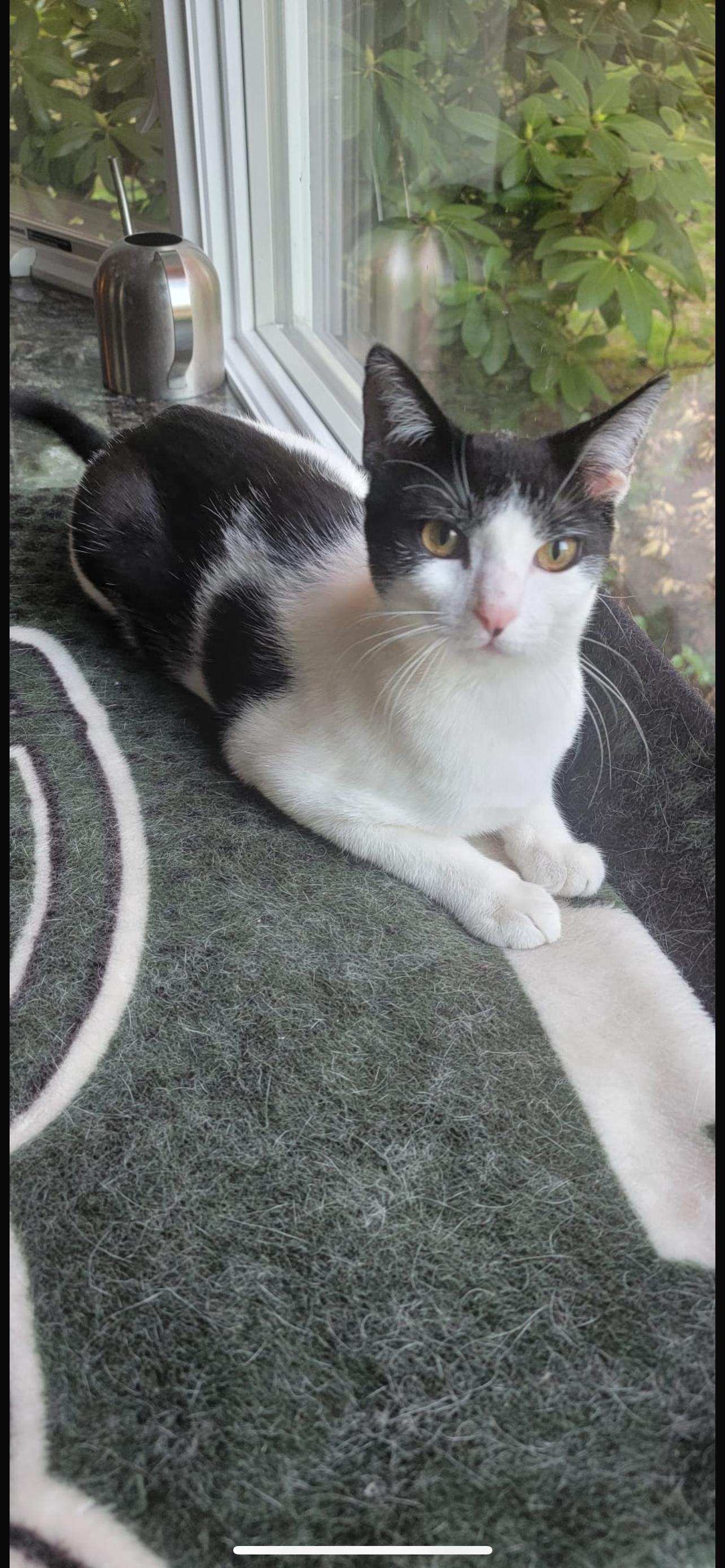 Enlarge Azura, a Adoptable Domestic Short Hair in Nutley, NJ image 2/5