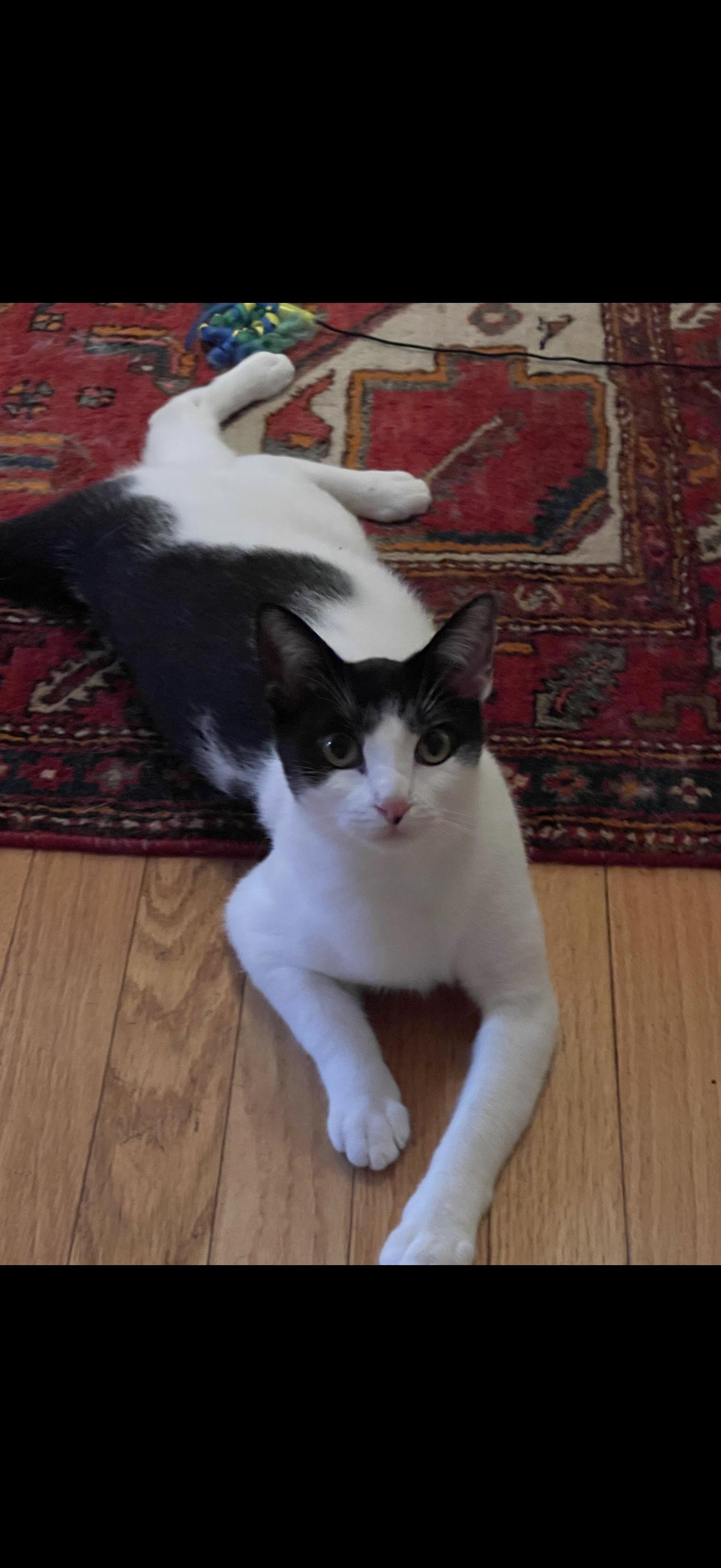 Enlarge Azura, a Adoptable Domestic Short Hair in Nutley, NJ image 3/5