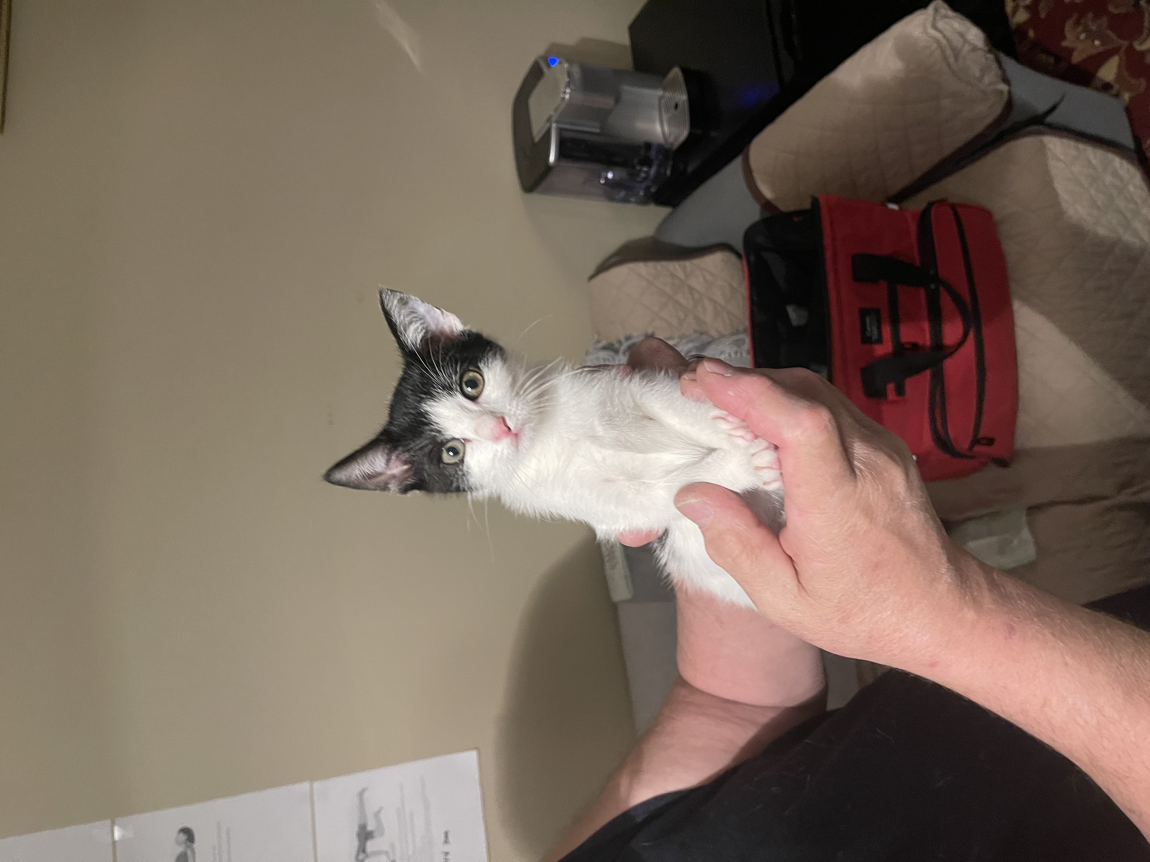 Enlarge Azura, a Adoptable Domestic Short Hair in Nutley, NJ image 5/5