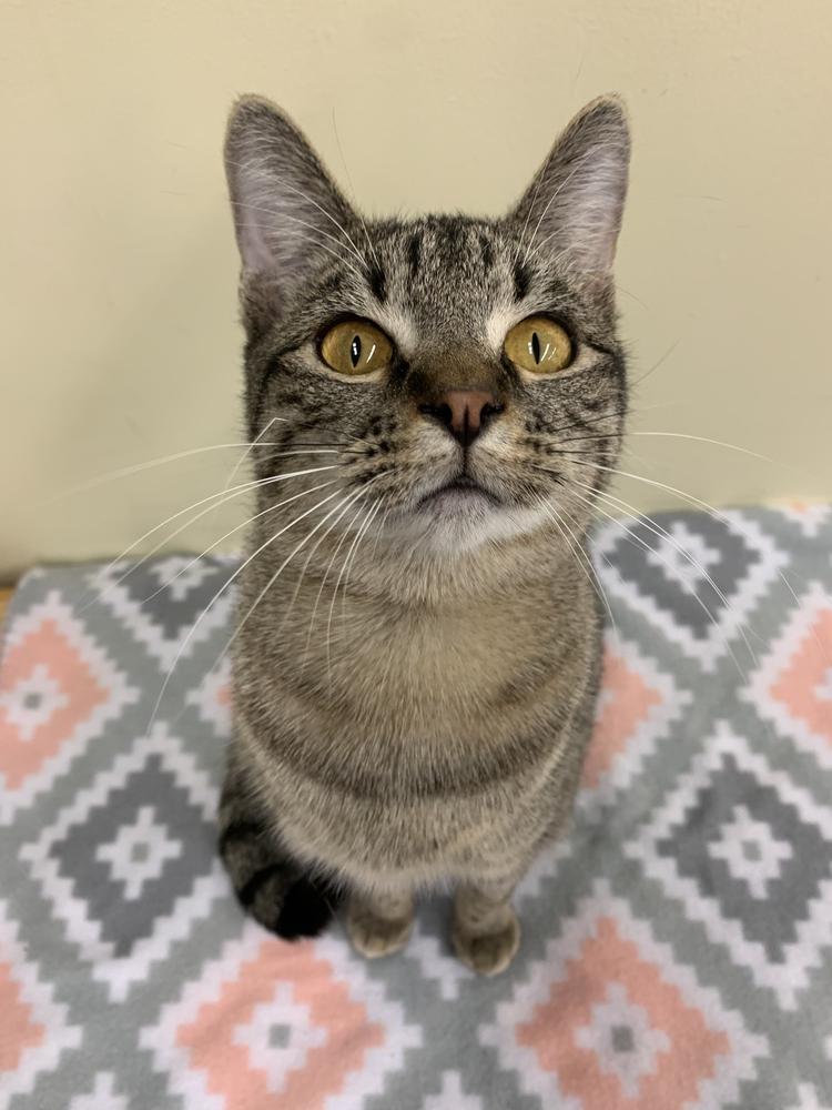 Enlarge Grover, a Adopted Domestic Short Hair in Shawnee, OK image 1/2