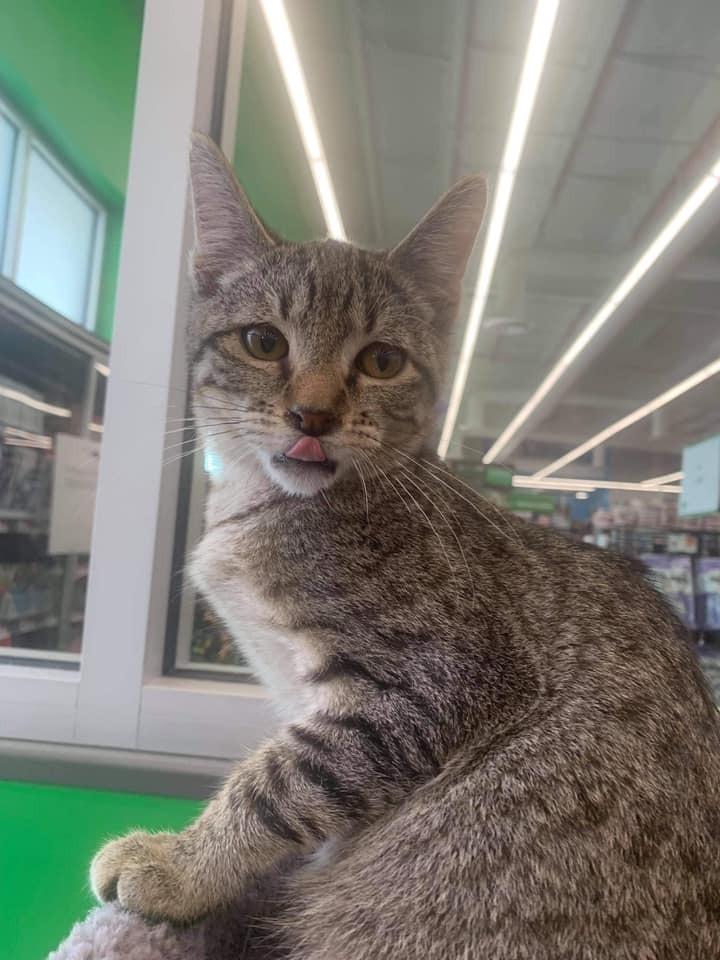 Enlarge Grover, a Adopted Domestic Short Hair in Shawnee, OK image 2/2