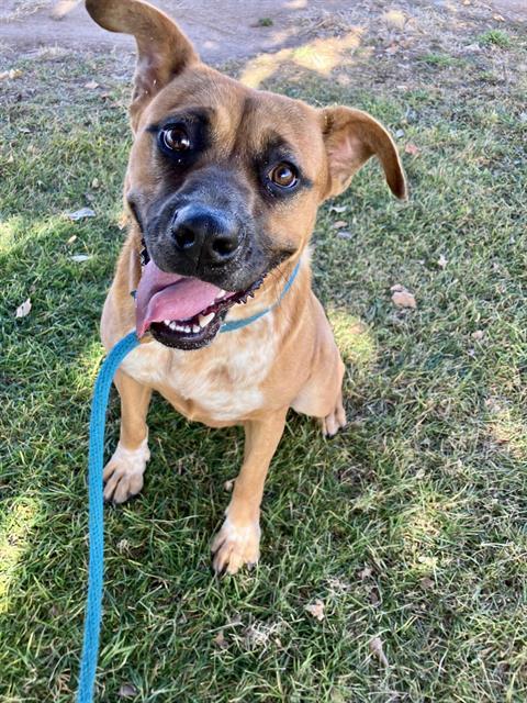 Enlarge ROXIE, a Adoptable mixed breed in Albuquerque, NM image 1/1
