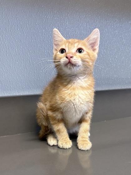 Roy Rogers, ADOPTABLE, Kitten Male Domestic Short Hair & Tabby.