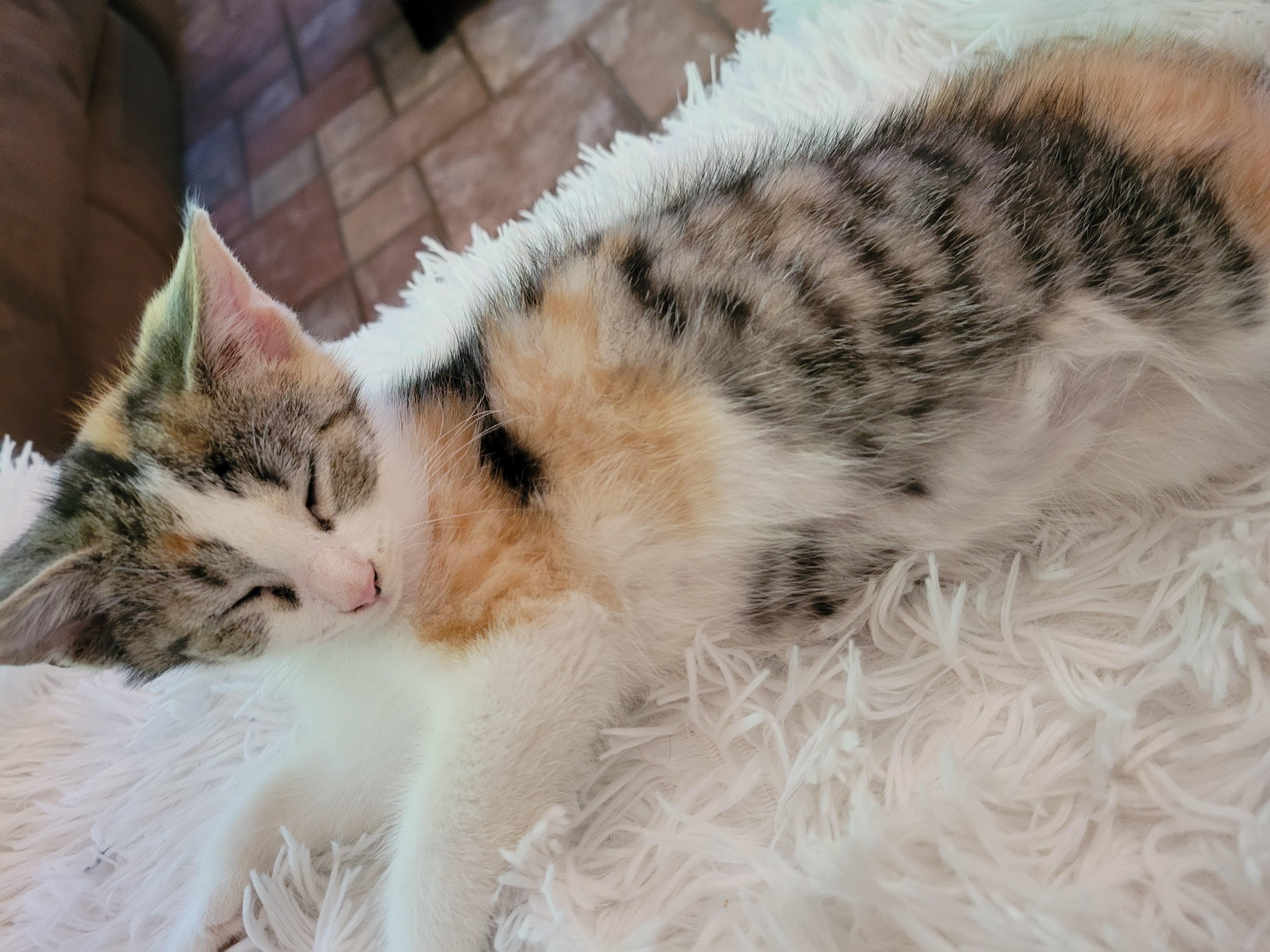 Jungkook, ADOPTABLE, Young Female Calico & Domestic Short Hair.