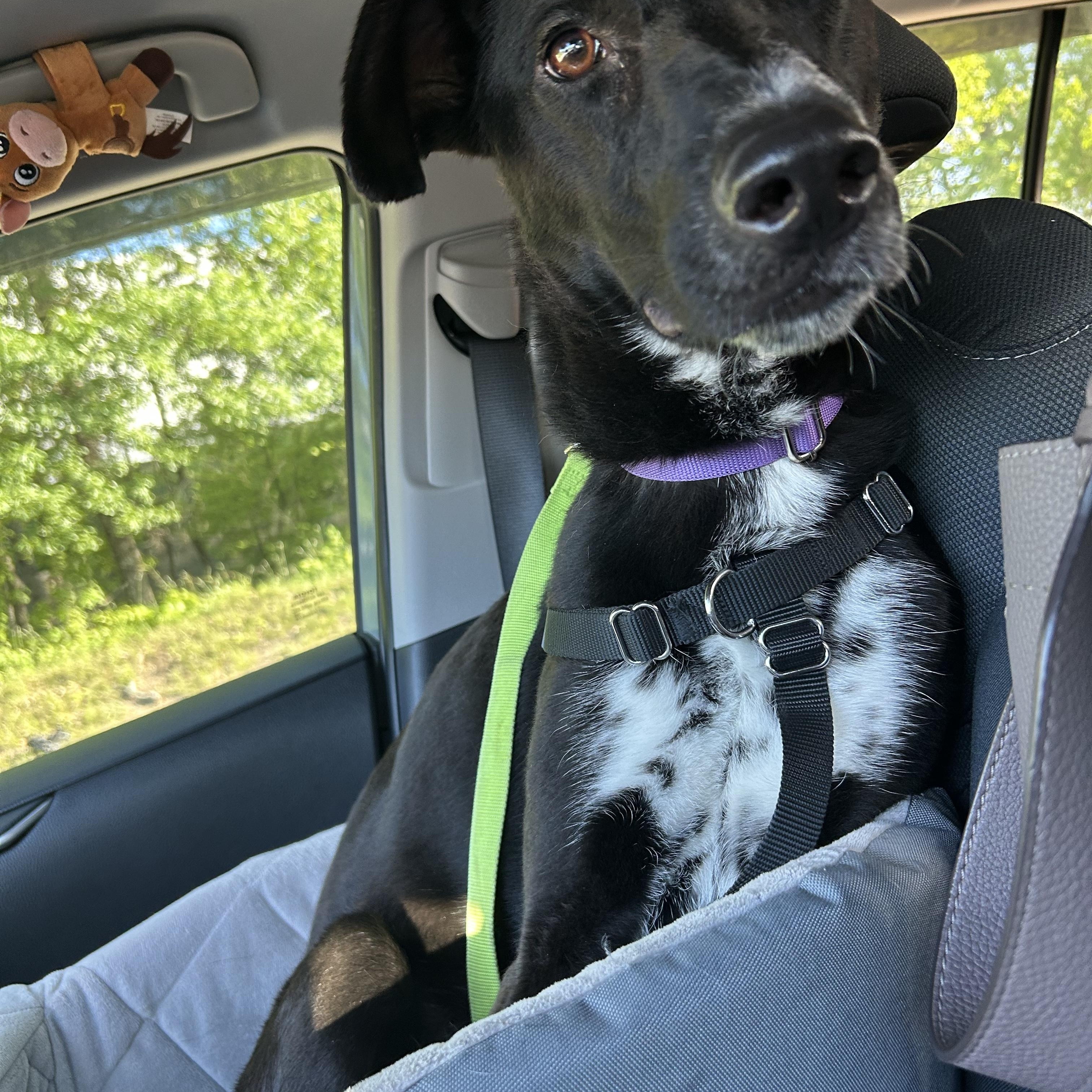 Enlarge Bailey, a ADOPTABLE mixed breed in East Haddam, CT image 4/4