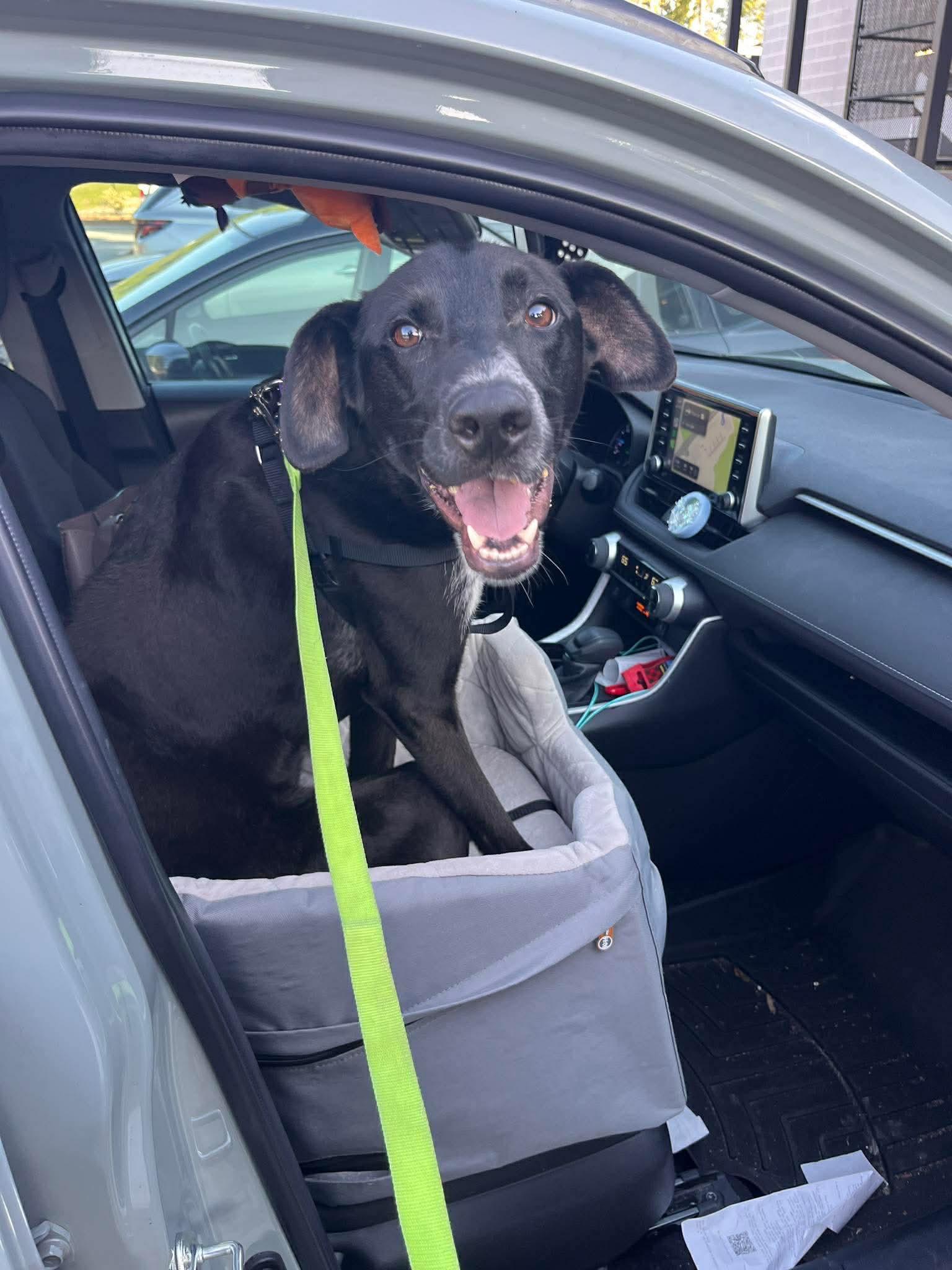 Bailey, ADOPTABLE, Young Male Collie & Labrador Retriever.