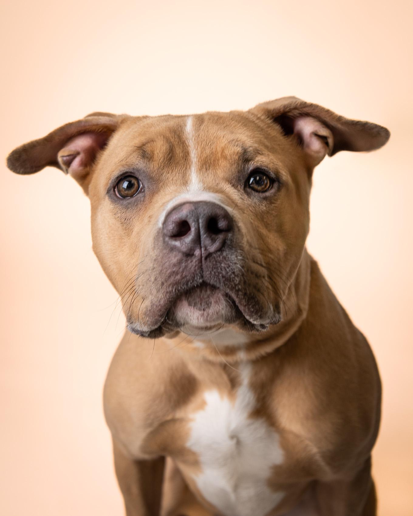 Enlarge Thor, a ADOPTABLE Mixed Breed in Quincy, MA image 3/3