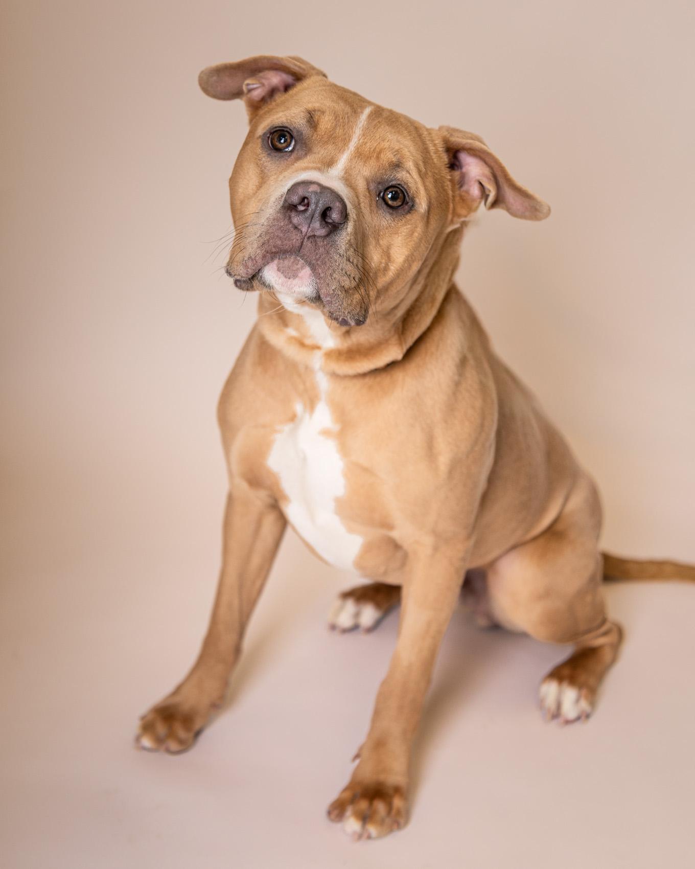 Thor, ADOPTABLE, Young Male Mixed Breed.