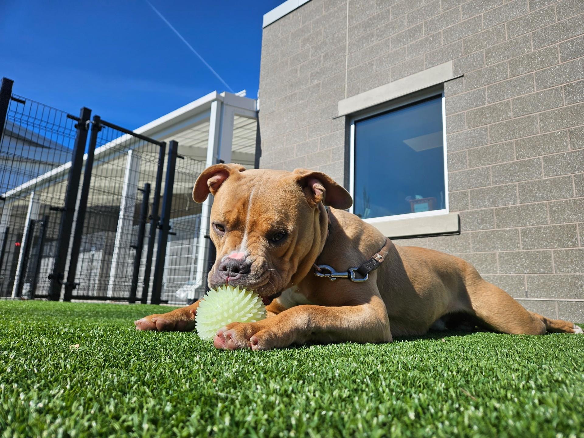 Enlarge Thor, an adopted Mixed Breed in Quincy, MA image 1/4