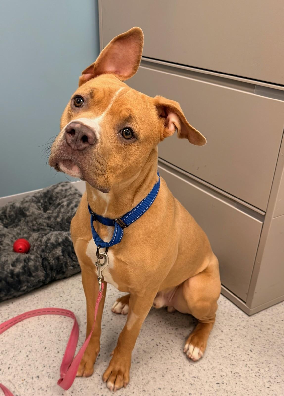 Enlarge Thor, a ADOPTABLE Mixed Breed in Quincy, MA image 2/3