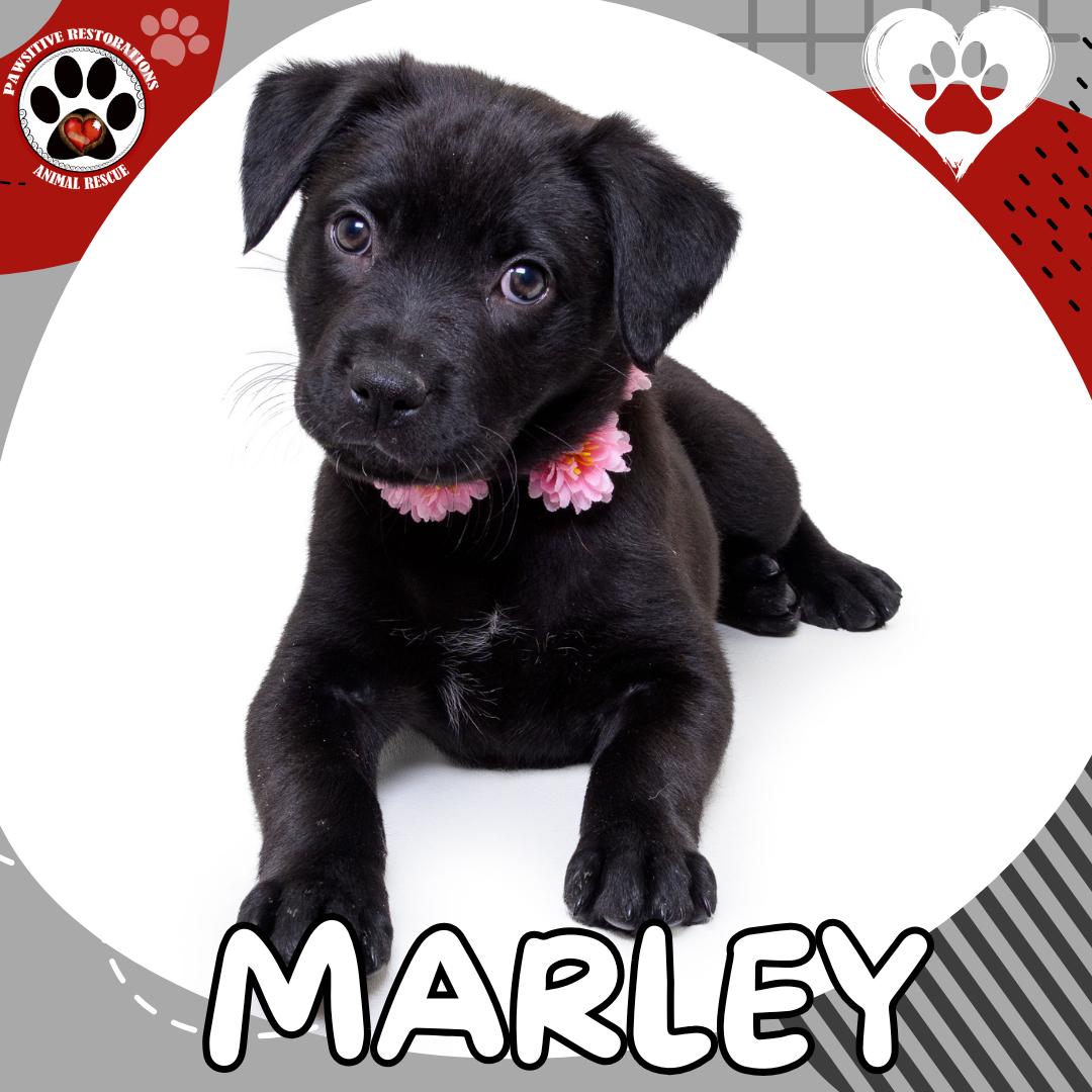 Enlarge MARLEY , a ADOPTABLE mixed breed in Aurora, CO image 1/5
