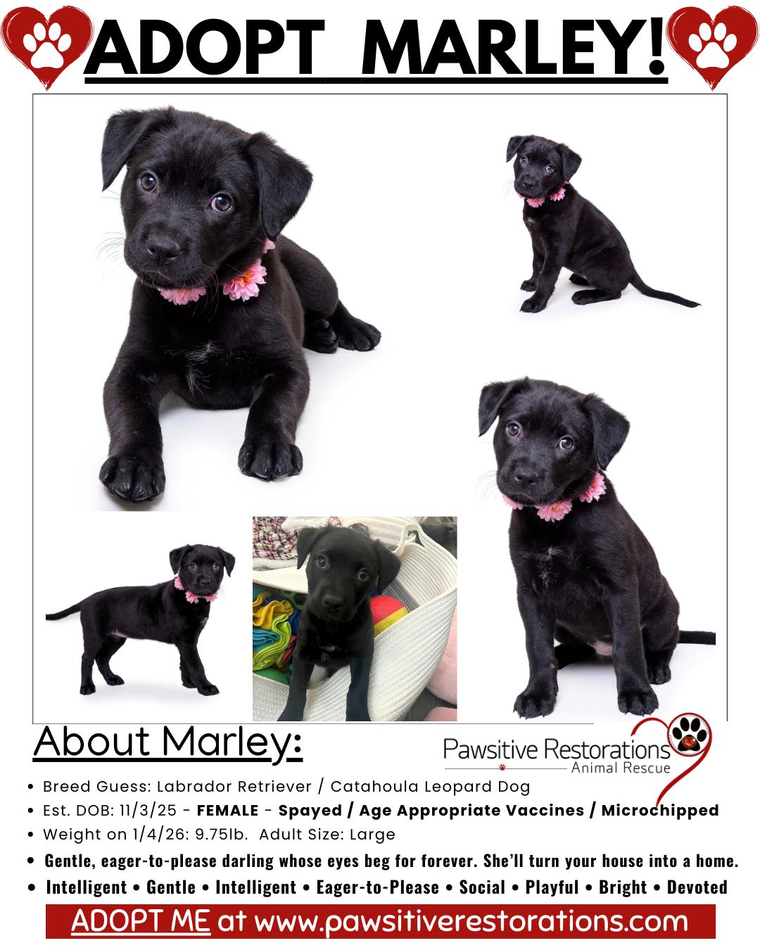 Enlarge MARLEY , a ADOPTABLE mixed breed in Aurora, CO image 2/5