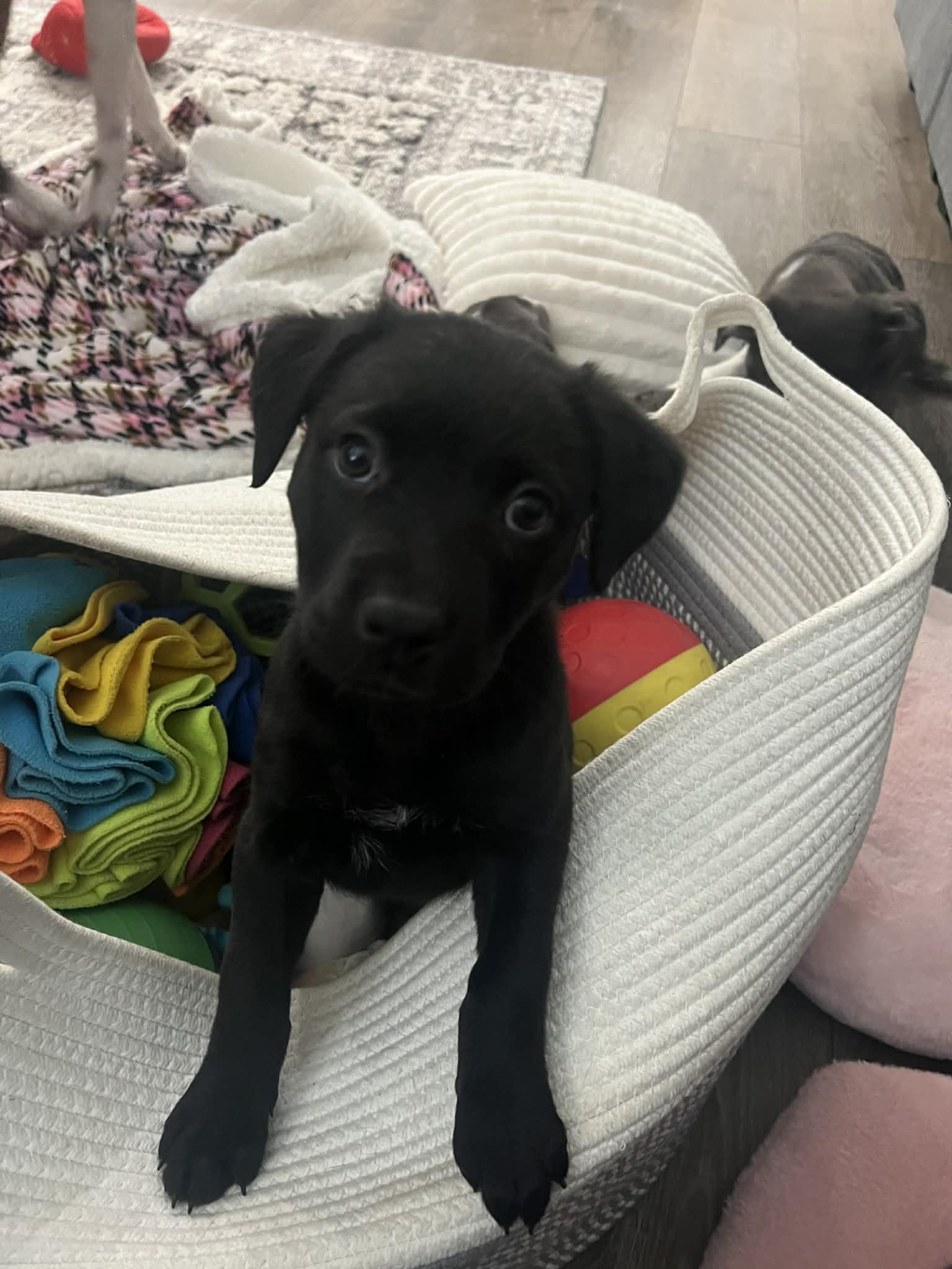 Enlarge MARLEY , a ADOPTABLE mixed breed in Aurora, CO image 4/5