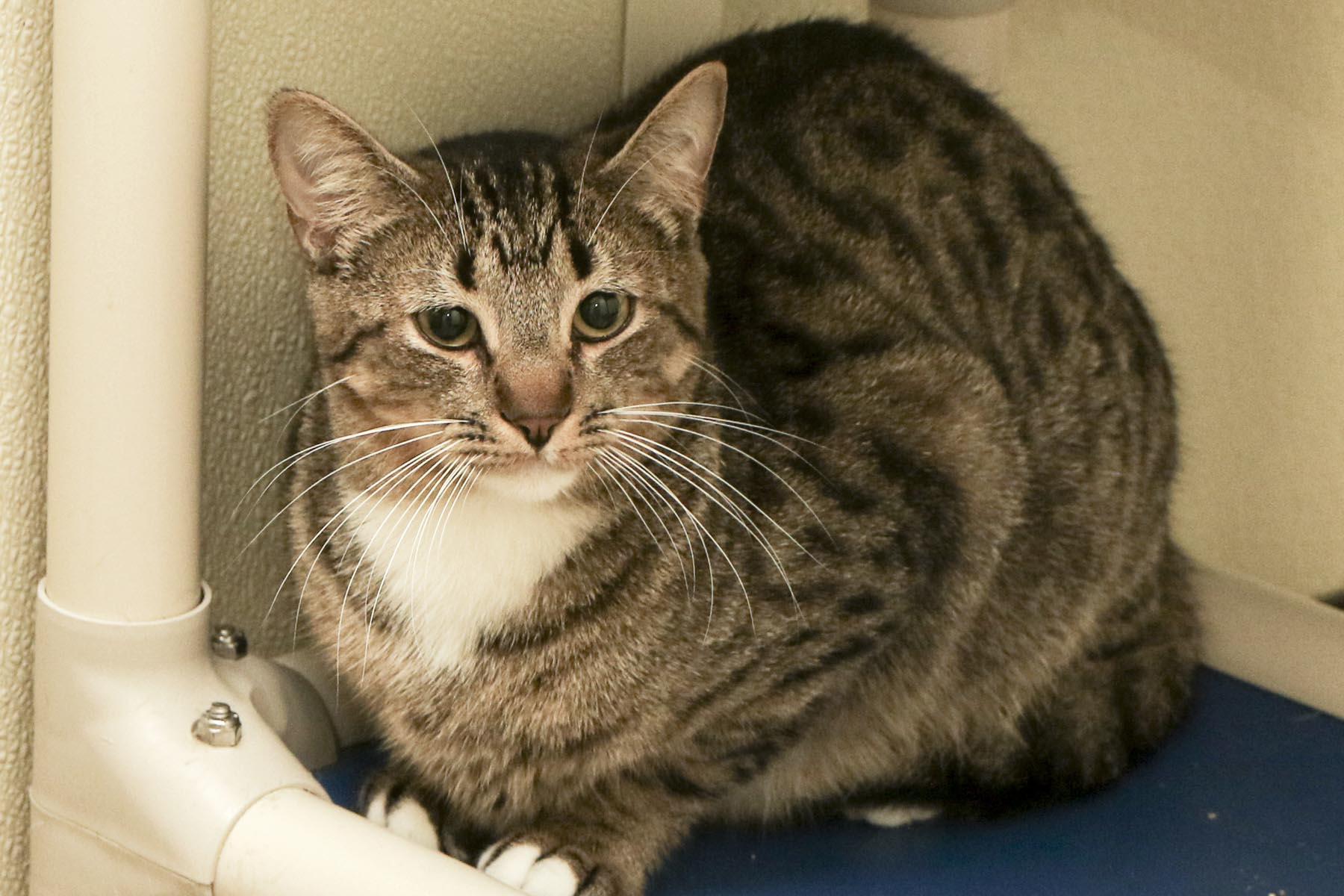 Enlarge Haskel, a Adoptable mixed breed in Cashiers, NC image 3/4