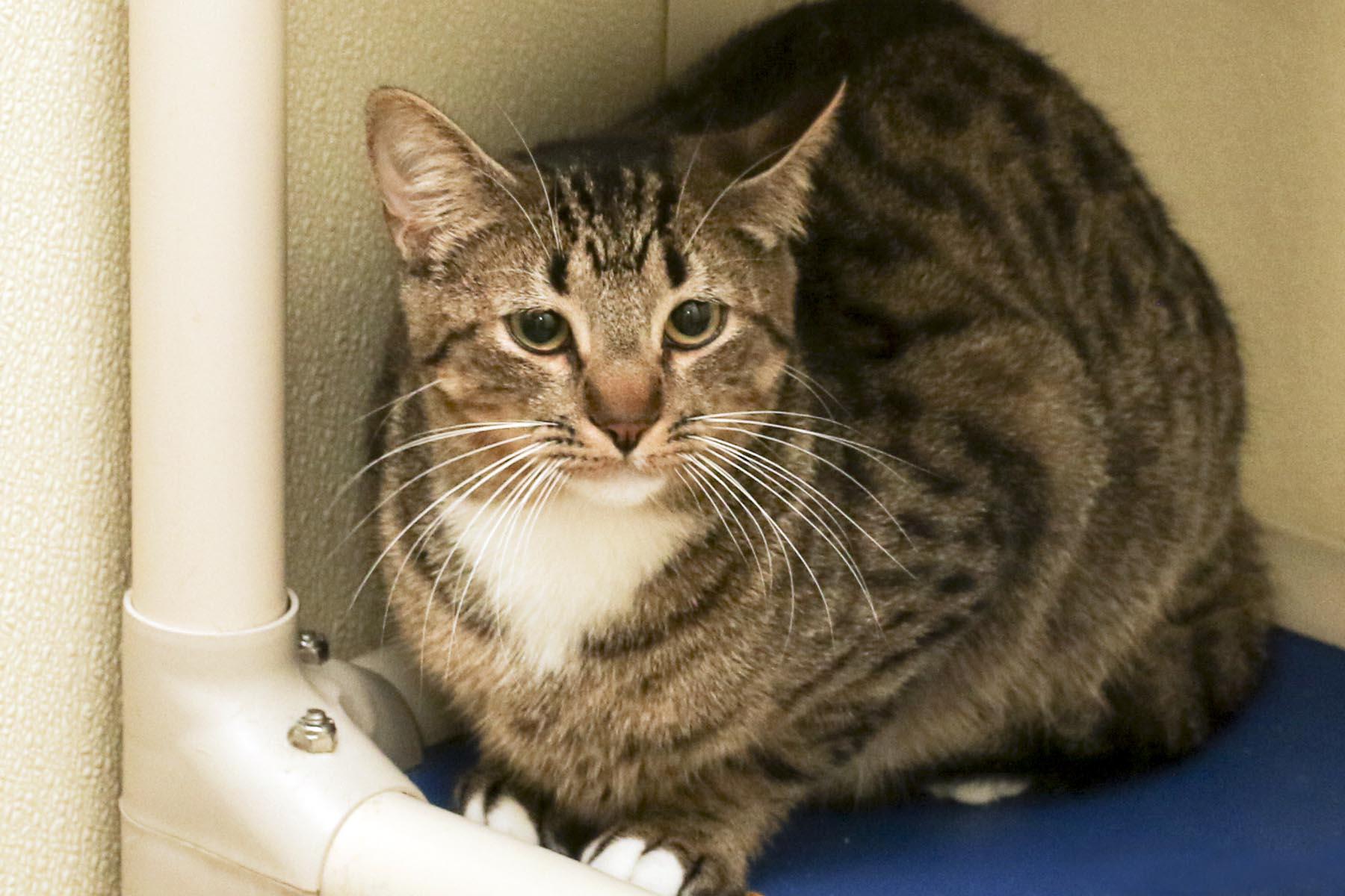 Enlarge Haskel, a Adoptable mixed breed in Cashiers, NC image 4/4