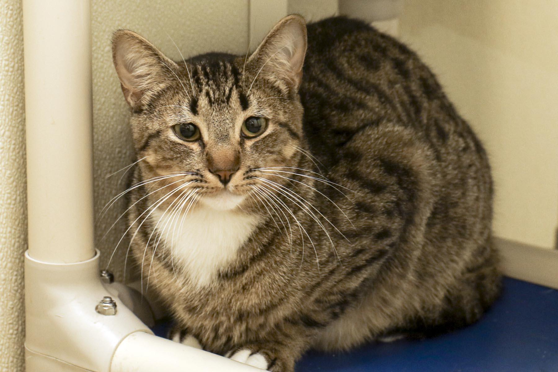 Enlarge Haskel, a Adoptable mixed breed in Cashiers, NC image 2/4