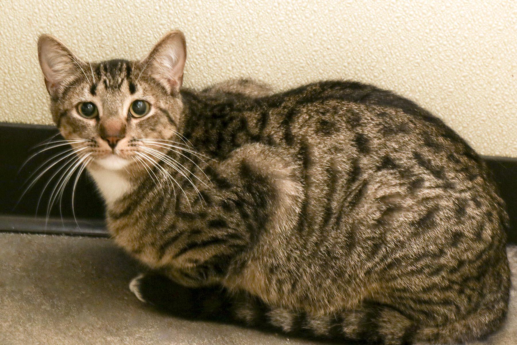 Haskel, Adoptable, Young Male Domestic Short Hair.