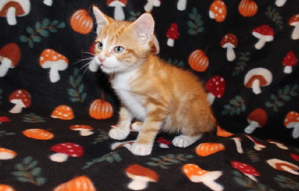 Candy Corn, Adopted, Kitten Male Domestic Short Hair.