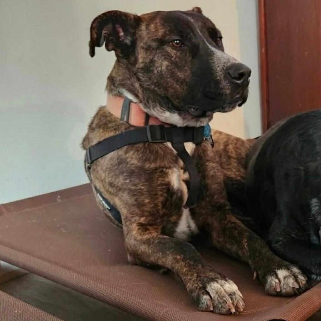 Bodhi — thumbnail 2