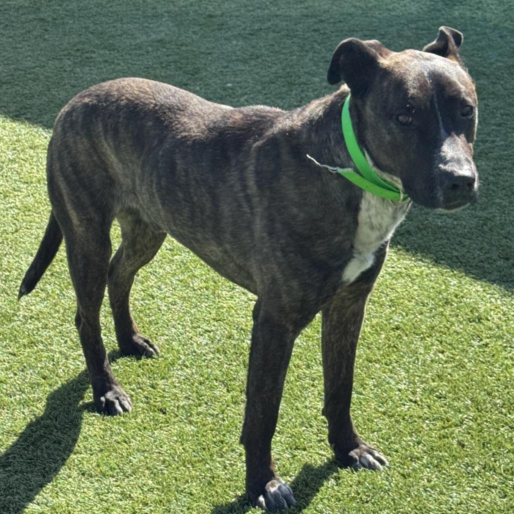 Bodhi — thumbnail 3