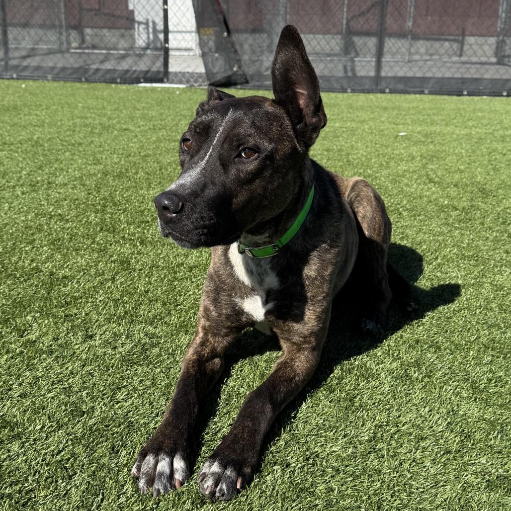 Bodhi — thumbnail 4