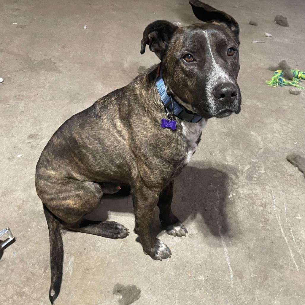 Bodhi — thumbnail 5