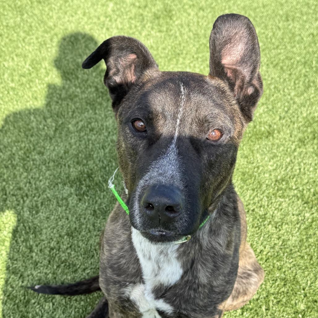 Bodhi — thumbnail 6