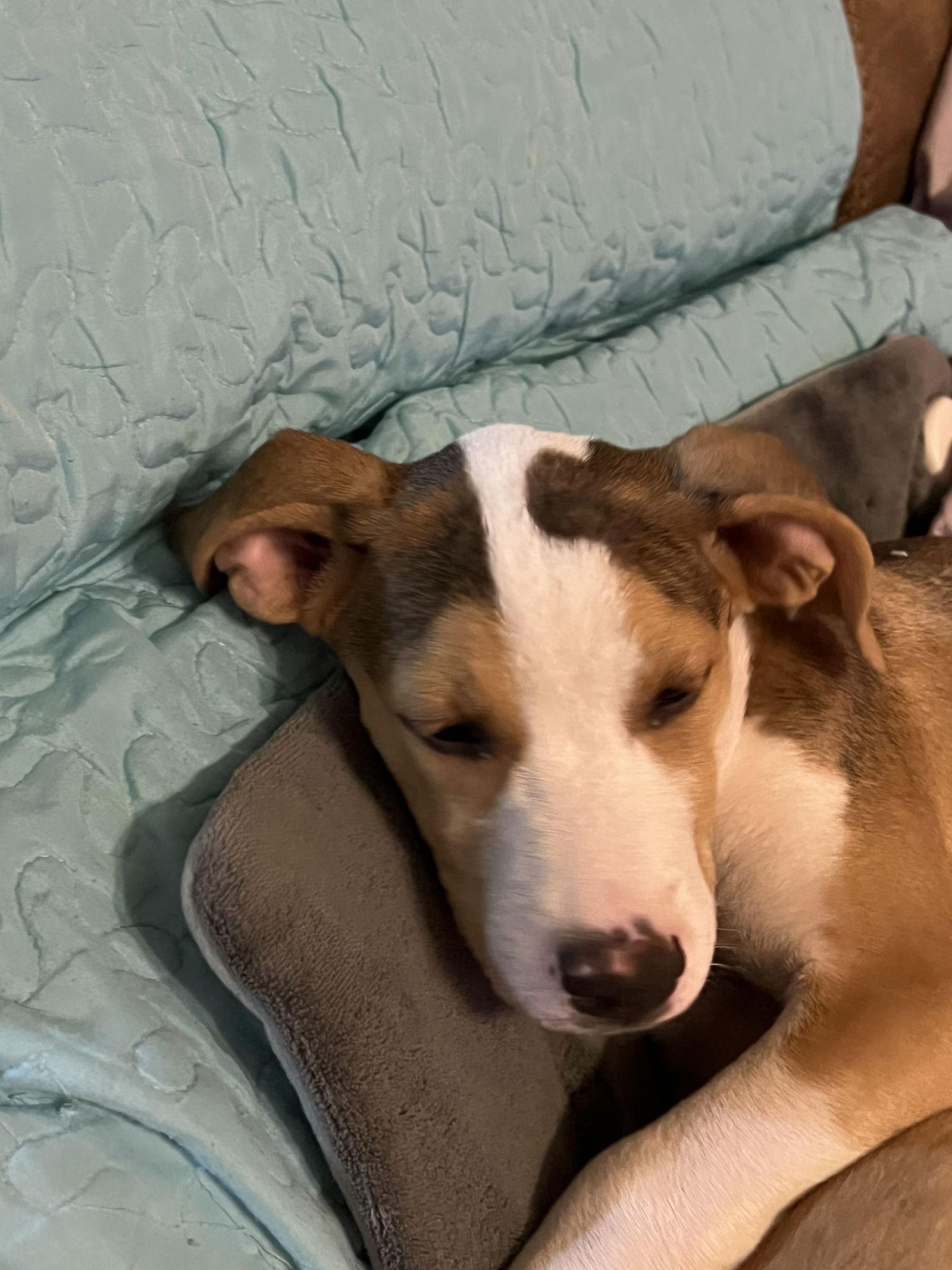 Quinn, Adoptable, Puppy Female Hound & Beagle.