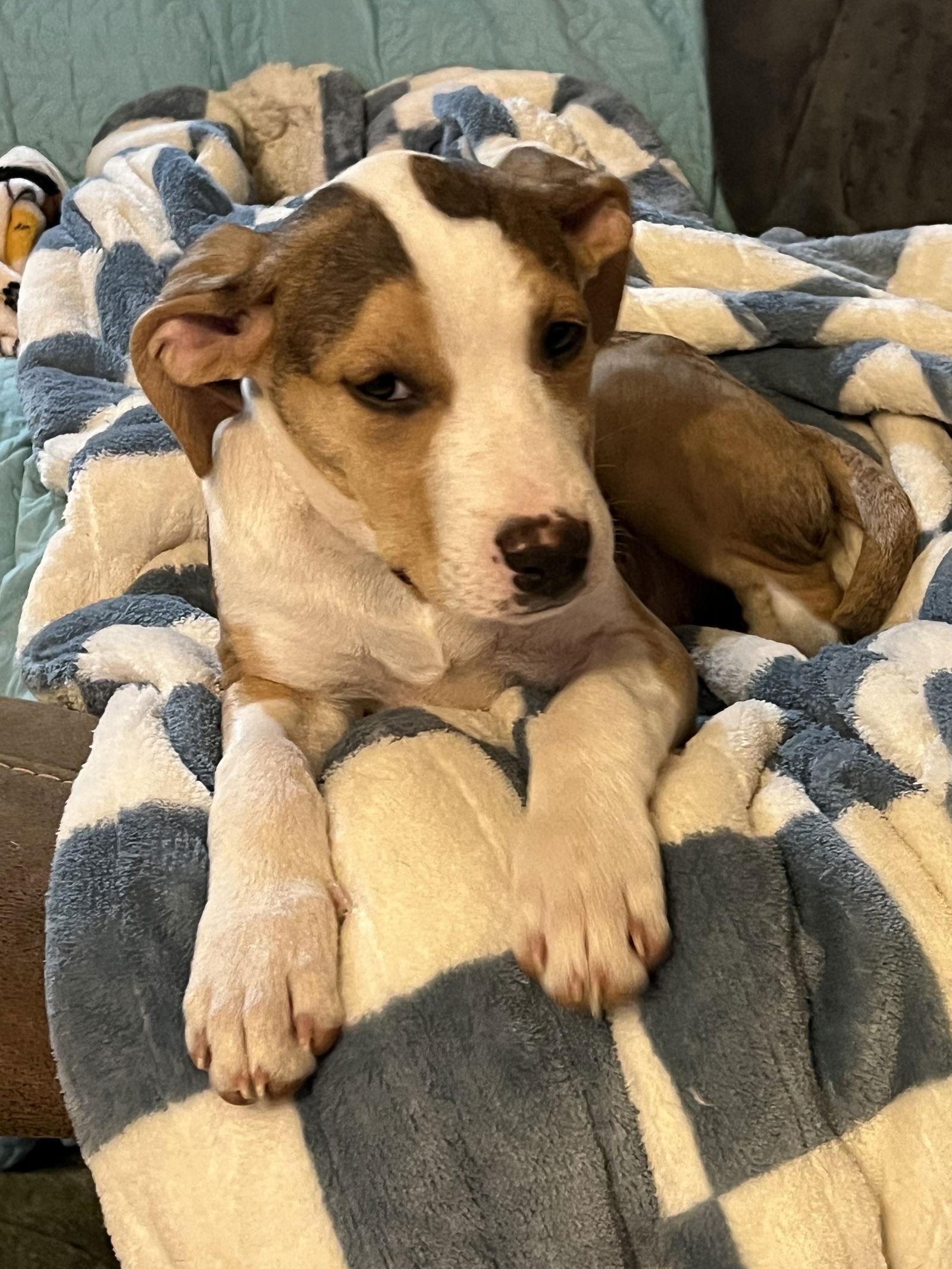 Enlarge Quinn, a Adoptable mixed breed in St. Louis, MO image 2/3